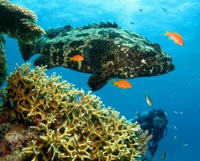 Большой Барьерный Риф