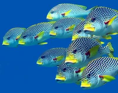 Большой Барьерный Риф