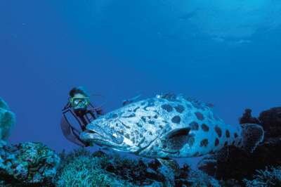 Большой Барьерный Риф