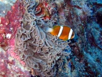 Большой Барьерный Риф