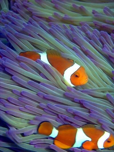 Большой Барьерный Риф