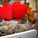 wpid-img_titlegostinica_dlya_koshek_srchttptravel-smileruwp-co.jpg