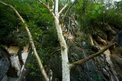 Символ Краби - пещера у Кхао Кханап Нам