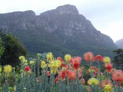 Достопримечательности Кейптауна Достопримечательности Кейптауна