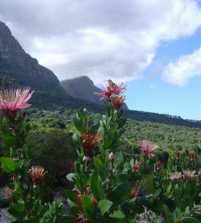 Достопримечательности Кейптауна Достопримечательности Кейптауна