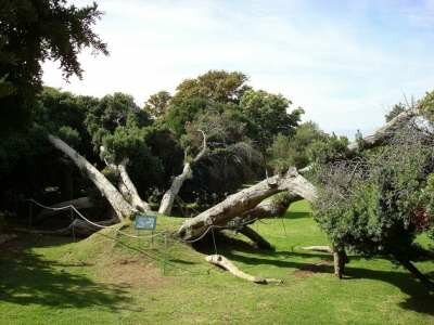 Достопримечательности Кейптауна Достопримечательности Кейптауна