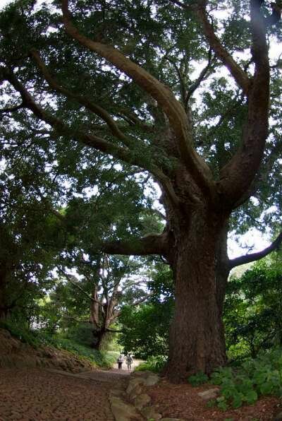 Достопримечательности Кейптауна Достопримечательности Кейптауна