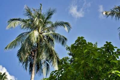 ЧП под пальмой: чего бояться в тропиках