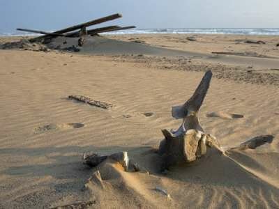 Берег скелетов