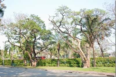 Парки Бангкока: Люмпини - прогулка с варанами