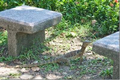 Парки Бангкока: Люмпини - прогулка с варанами