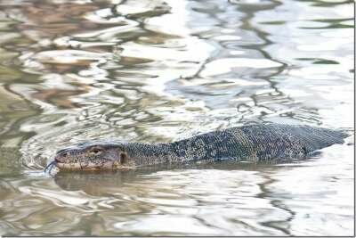 Парки Бангкока: Люмпини - прогулка с варанами