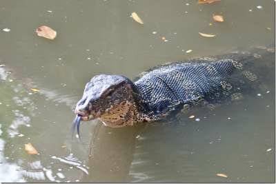 Парки Бангкока: Люмпини - прогулка с варанами