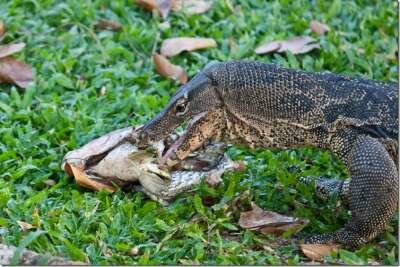 Парки Бангкока: Люмпини - прогулка с варанами