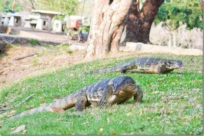 Парки Бангкока: Люмпини - прогулка с варанами