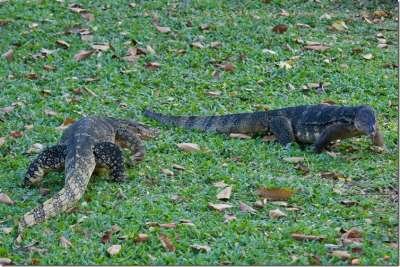 Парки Бангкока: Люмпини - прогулка с варанами